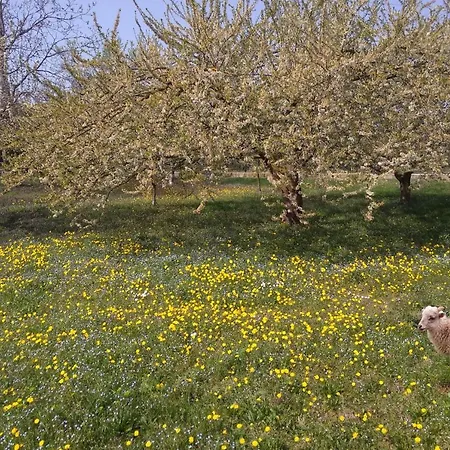 La Casa Di Nello דירה Pedemonte